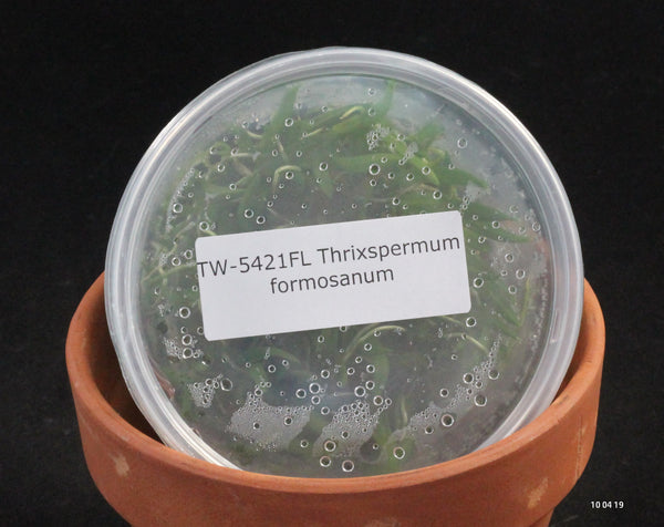 FLASK  Thrixspermum formosanum