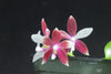 FLASK  Phal. speciosa