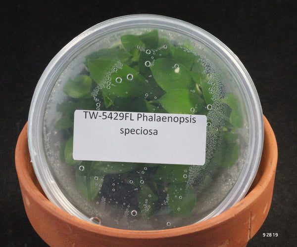 FLASK  Phal. speciosa