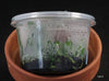 FLASK  Phal. speciosa