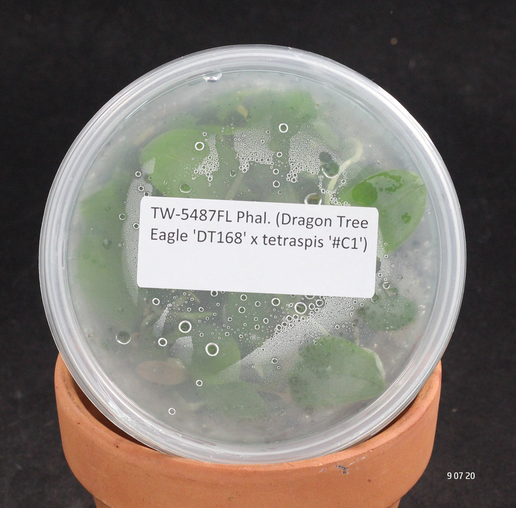 FLASK  Phal. (Dragon Tree Eagle 'DT168' x tetraspis '#C1')