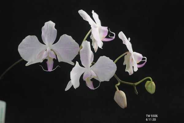 Phalaenopsis sanderiana  -- 4 inch