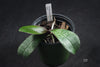 Phalaenopsis sanderiana  -- 4 inch