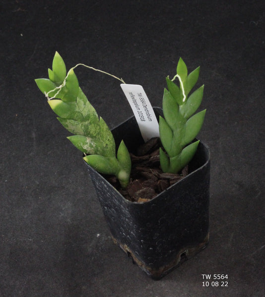 Dendrobium reflexitepalum