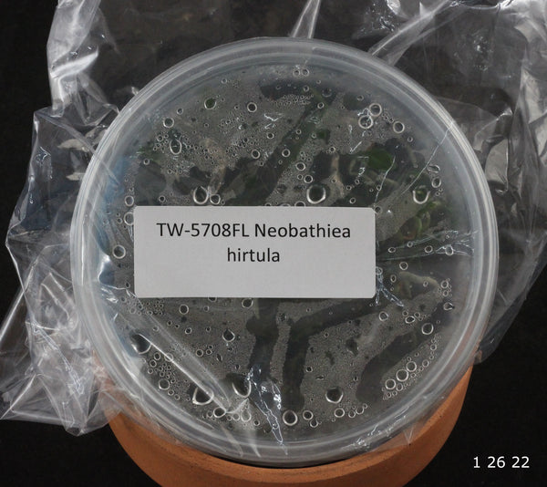 FLASK  Neobathiea hirtula