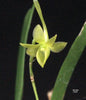 FLASK Angraecum ochraceum