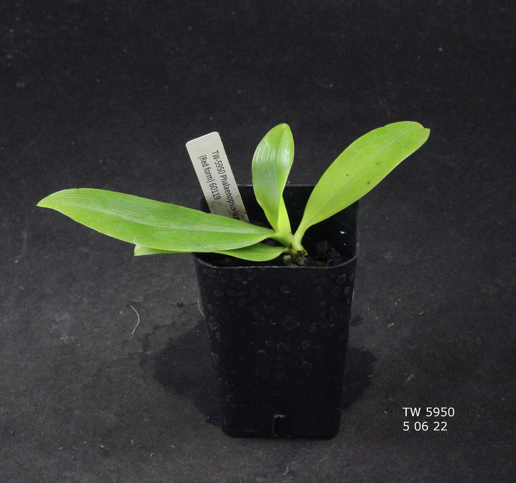 Phalaenopsis speciosa (Red form)