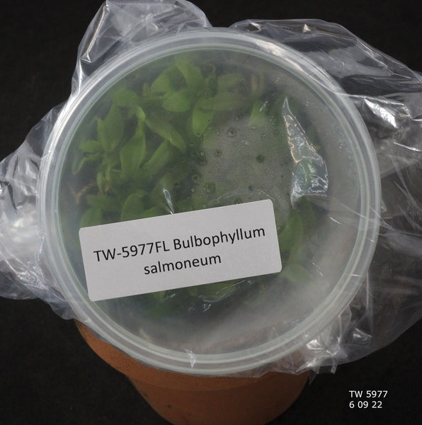 FLASK  Bulb. salmoneum