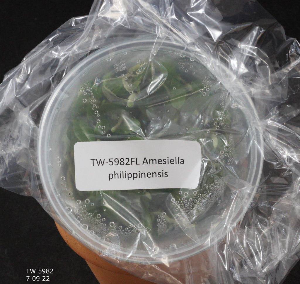 FLASK  Amesiella philippinensis
