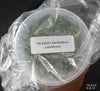 FLASK Dendrobium subuliferum