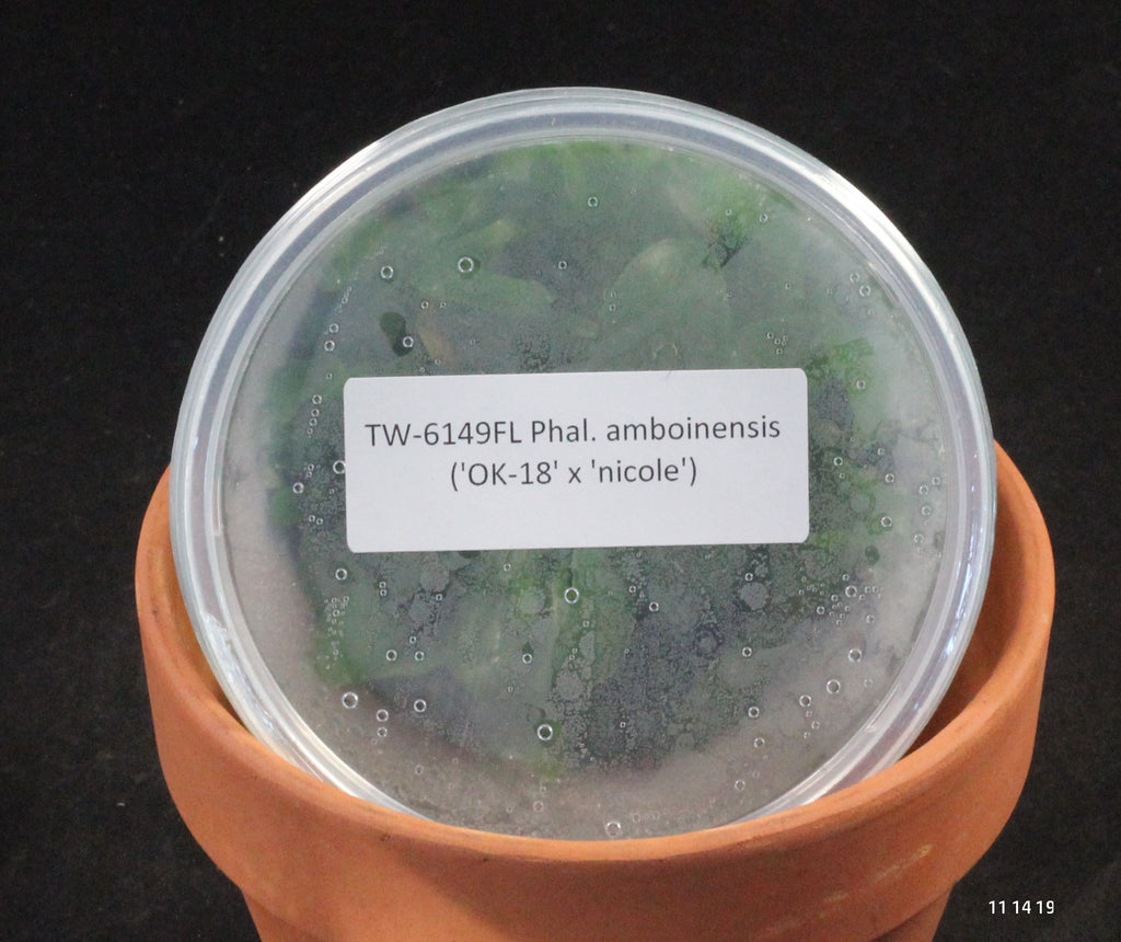 FLASK Phal. amboinensis ('OK-18' x 'nicole')