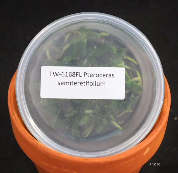 FLASK Pteroceras semiteretifolium 