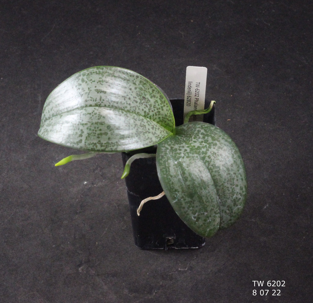 Phalaenopsis (maculata x lindenii)