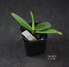 Angraecum comorense 6 Pack