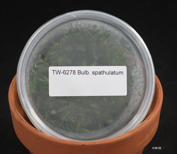 FLASK  Bulb. spathulatum