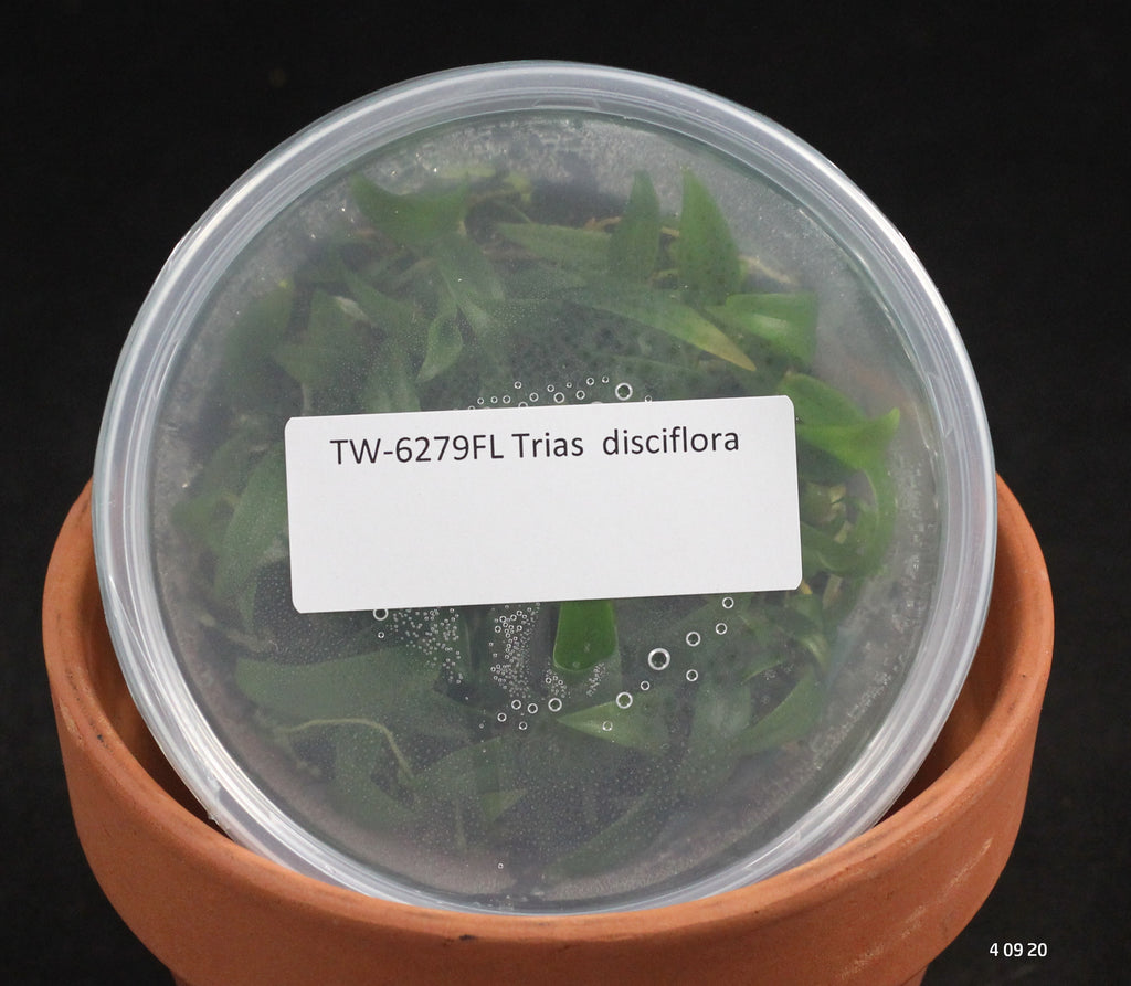 FLASK Trias  disciflora