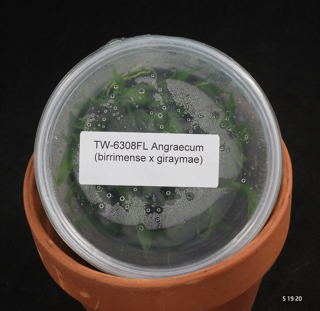FLASK  Angraecum (birrimense x giraymae)