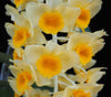 ORCHID FLASK  Dendrobium guilbertii