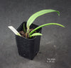 Epidendrum falcatum
