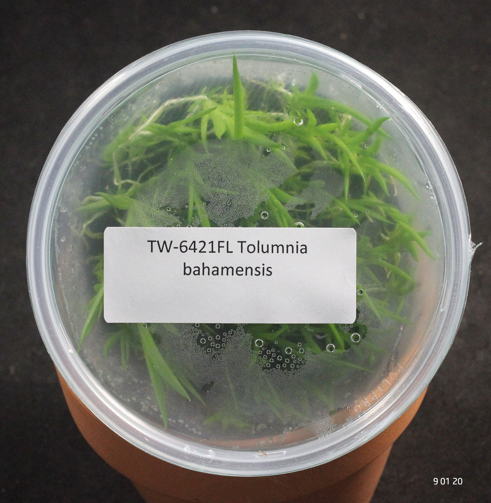 FLASK  Tolumnia bahamensis