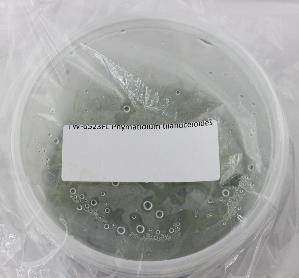 FLASK  Phymatidium tilandceioides
