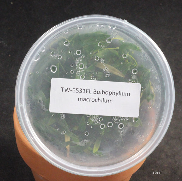 FLASK  Bulb. macrochilum