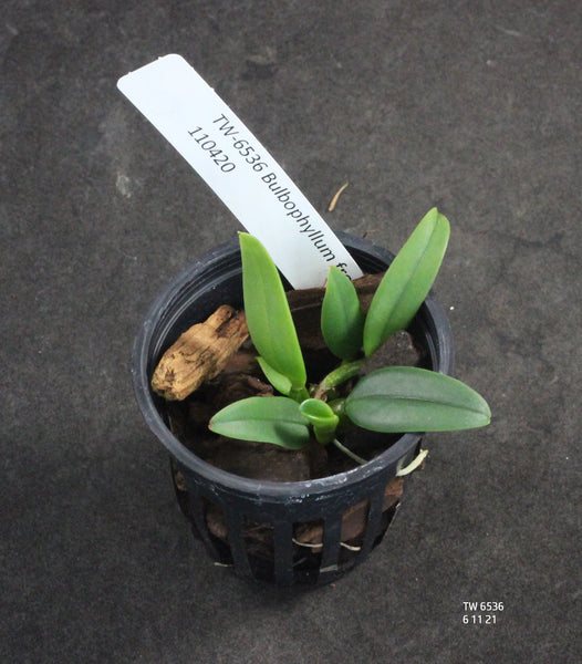 Bulbophyllum frostii