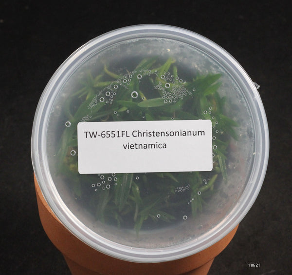 FLASK Christensonianum vietnamica