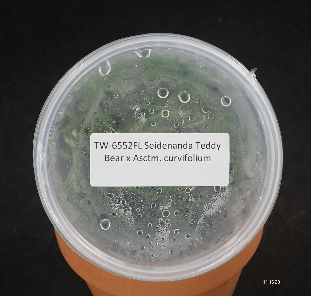 FLASK Seidenanda Teddy Bear x Asctm. curvifolium
