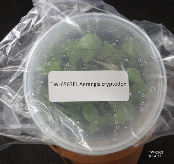 FLASK  Aerangis cryptodon