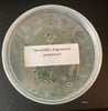 FLASK  Angraecum protensum