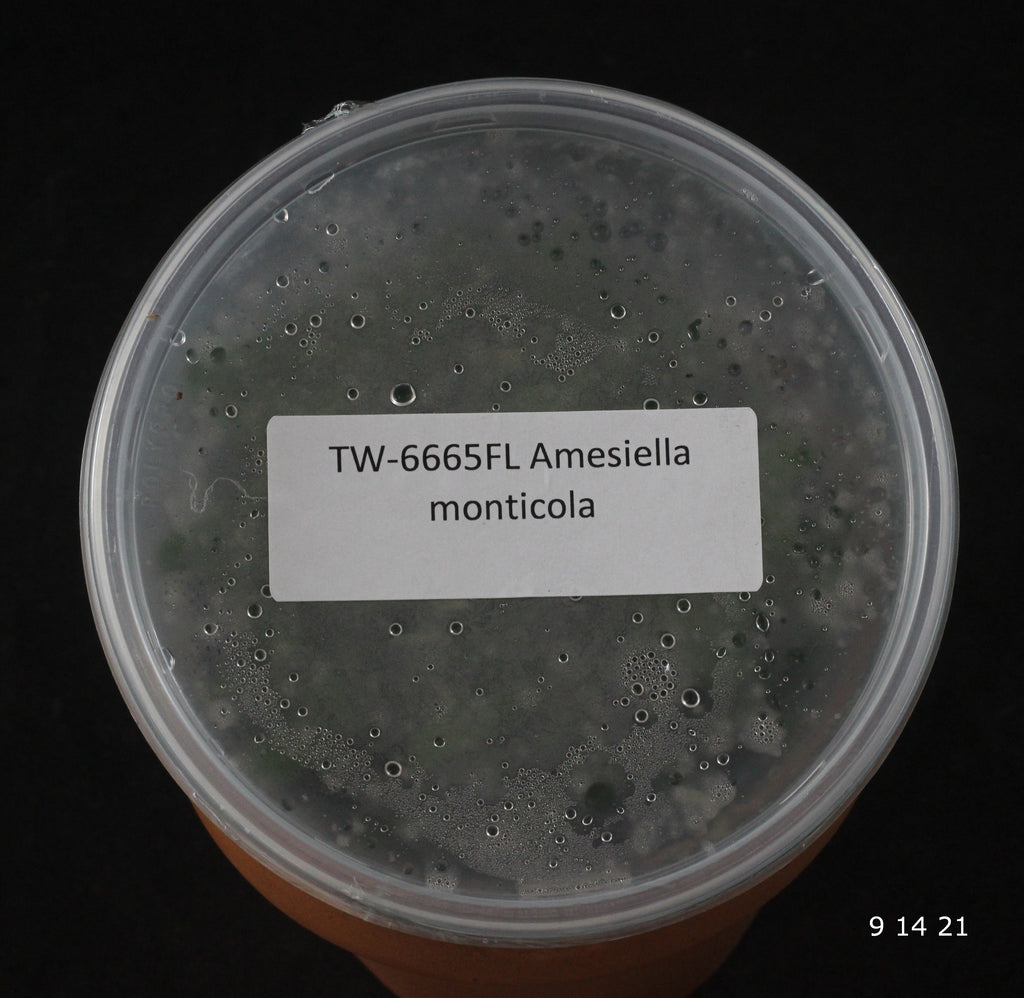 FLASK  Amesiella monticola