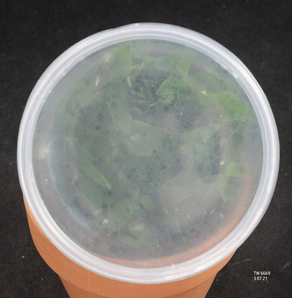 TW-6669FL Aerangis (luteo-alba x macrocentra)