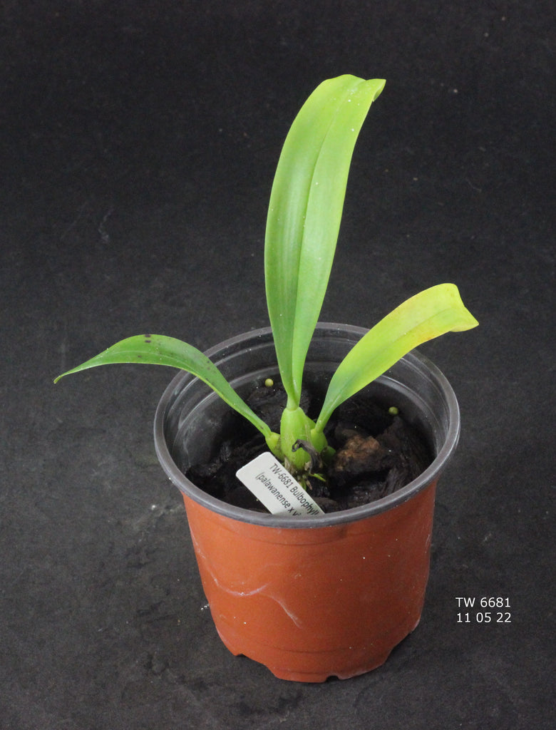 Bulbophyllum (palawanense x vinaceum)