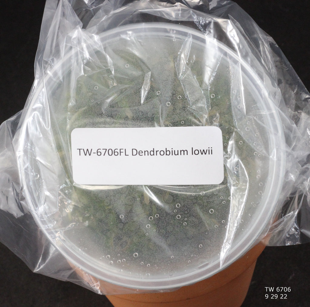 FLASK  Dendrobium lowii 
