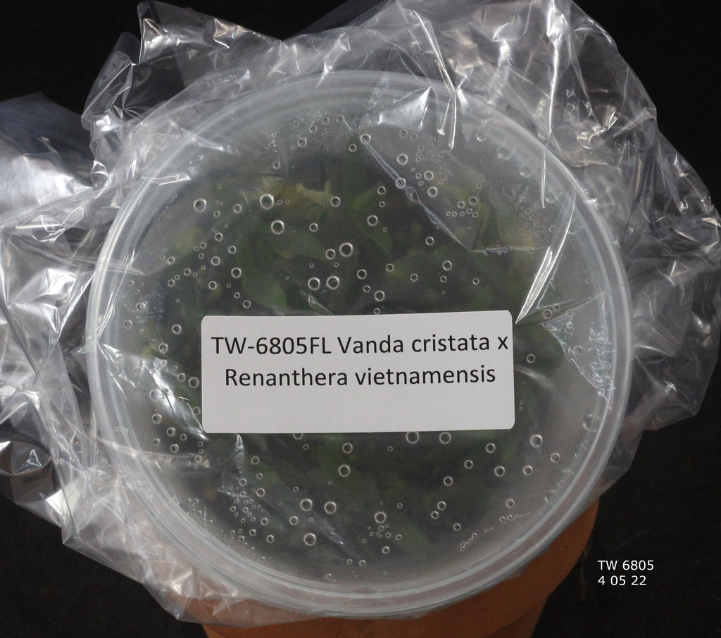 FLASK Vanda cristata x Renanthera vietnamensis