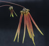 Bulbophyllum (makoyanum x  treshcii)