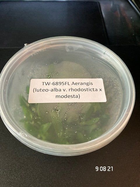 FLASK Aerangis (luteo-alba v. rhodosticta x modesta)