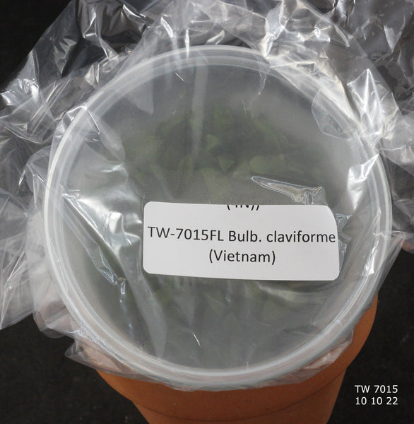 FLASK  Bulb. claviforme (Vietnam)