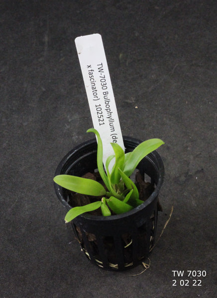 Bulbophyllum (dearei x fascinator)