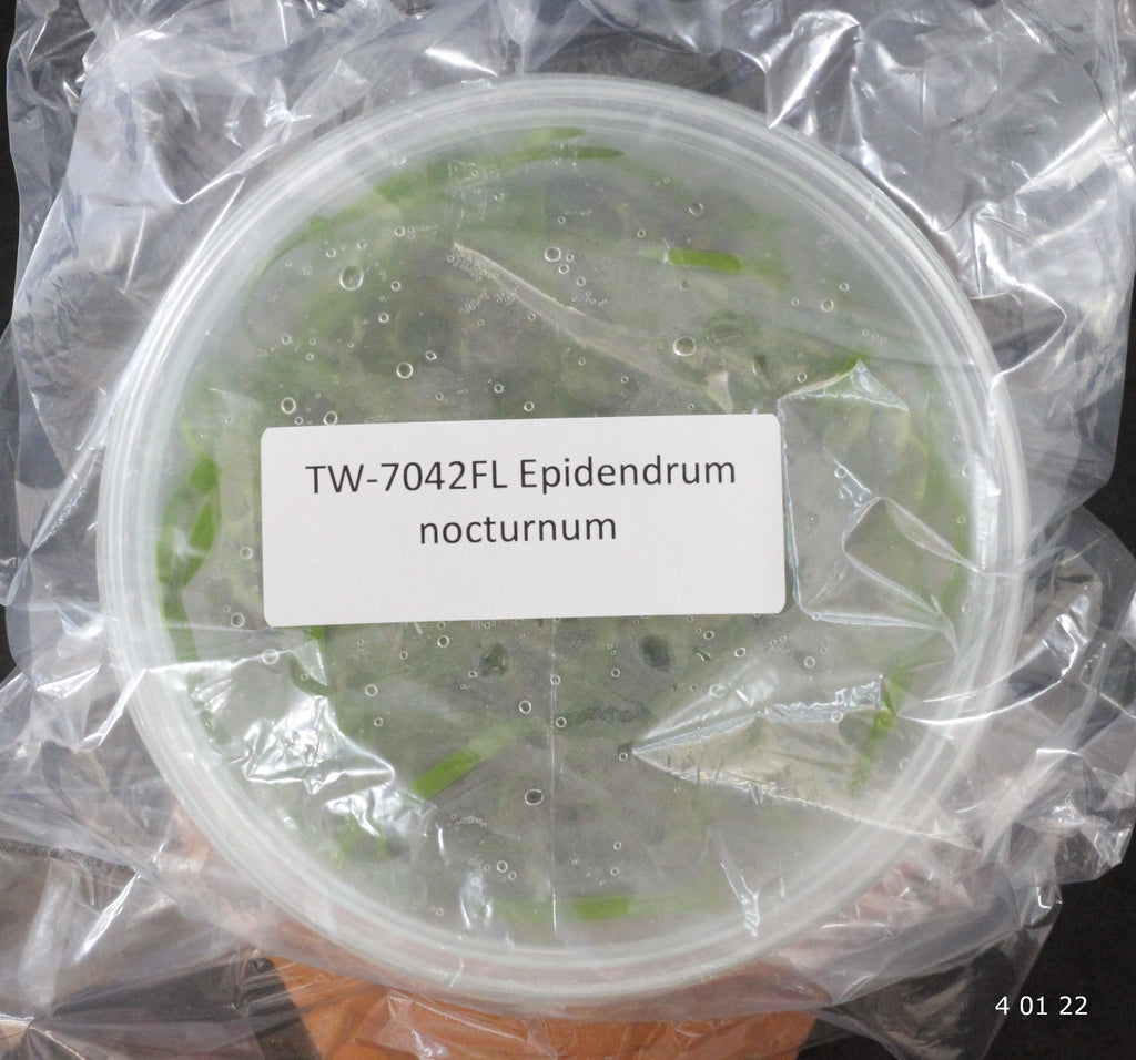 FLASK  Epidendrum nocturnum 