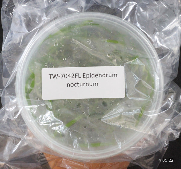 FLASK  Epidendrum nocturnum 