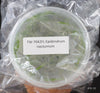 FLASK  Epidendrum nocturnum 
