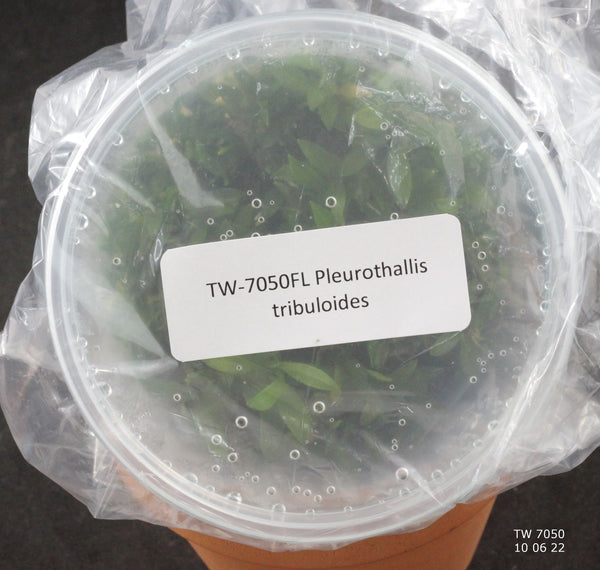 FLASK Pleurothallis tribuloides