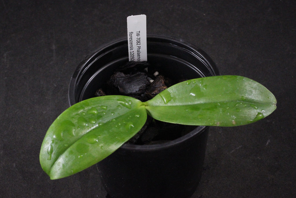 Phalaenopsis florescensis