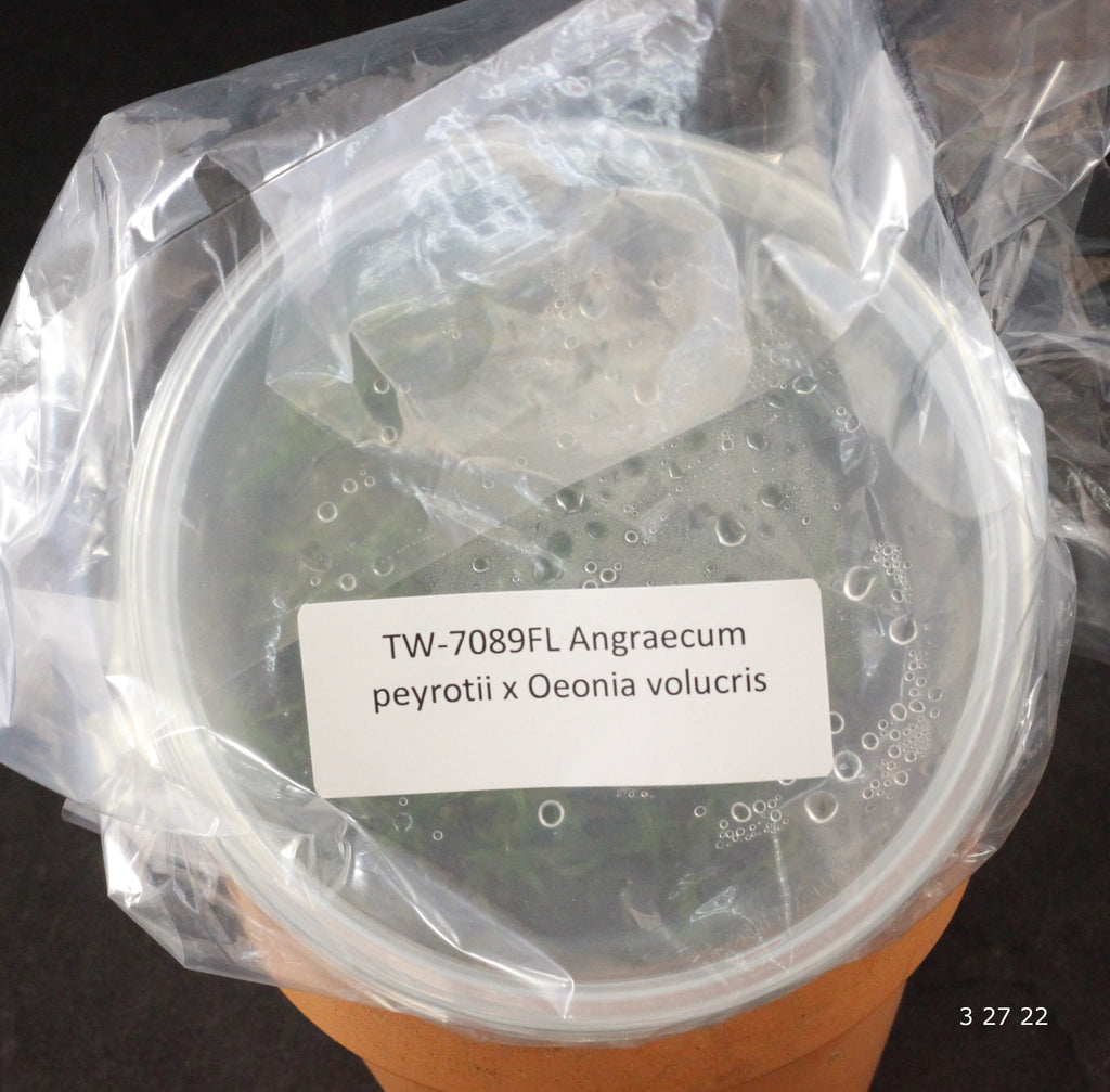 FLASK  Angraecum peyrotii x Oeonia volucris