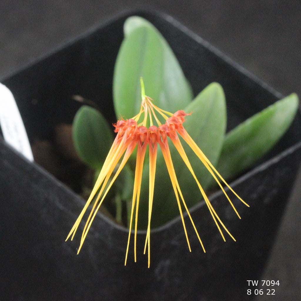 Bulbophyllum hirundinis