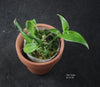 Vanilla planifolia 