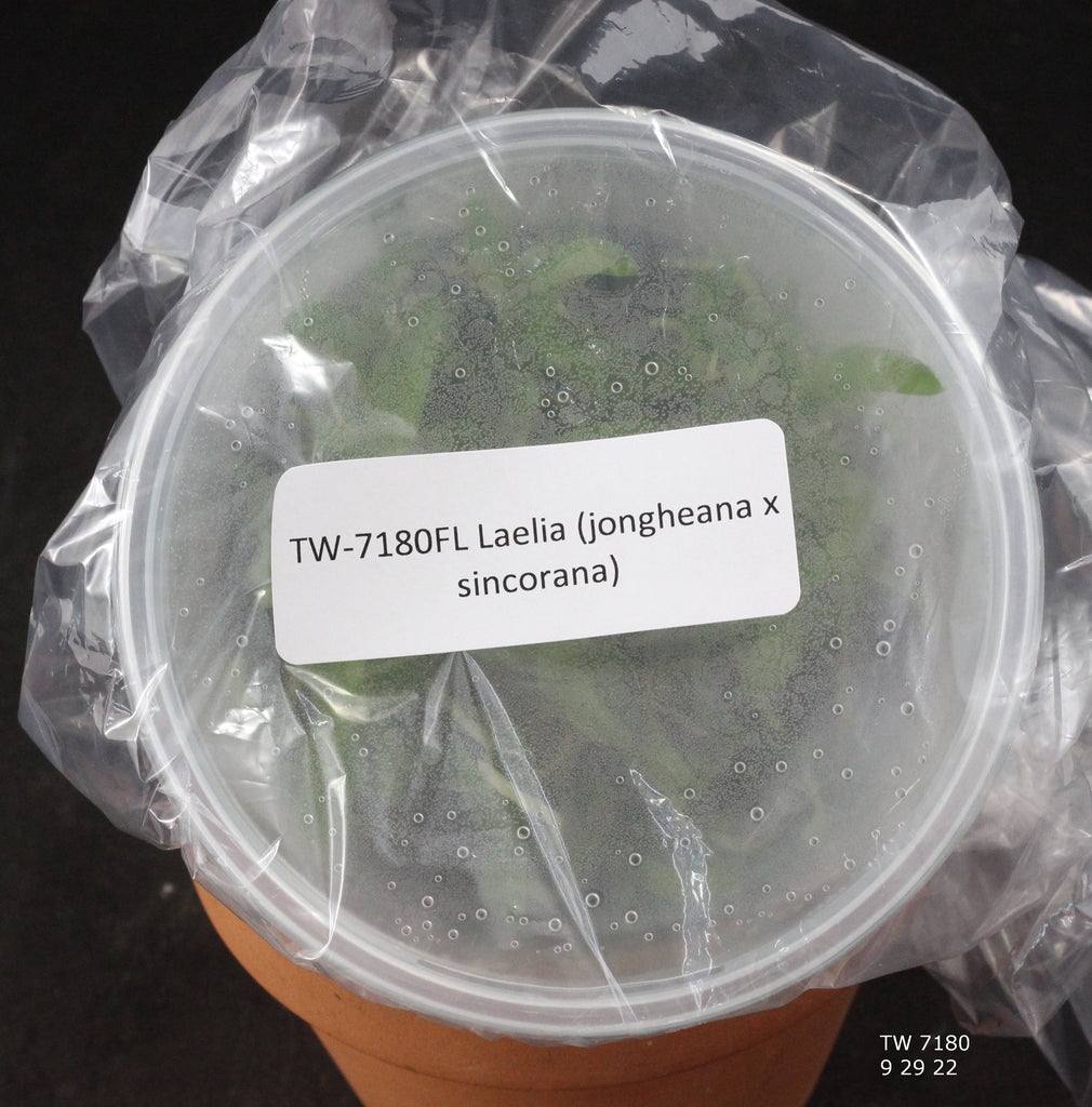 FLASK Laelia (jongheana x sincorana)