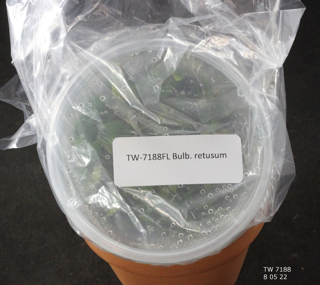 FLASK Bulb. retusum